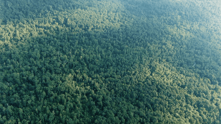 Amazon rainforest trees