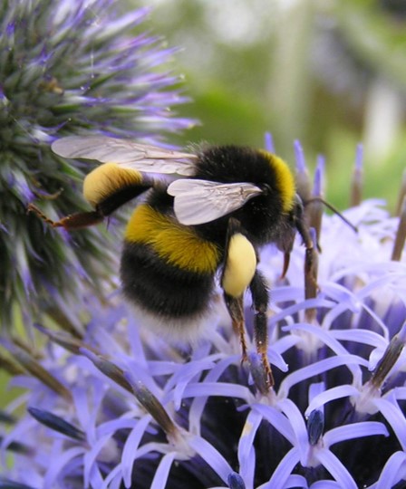 Bumblebee-flower