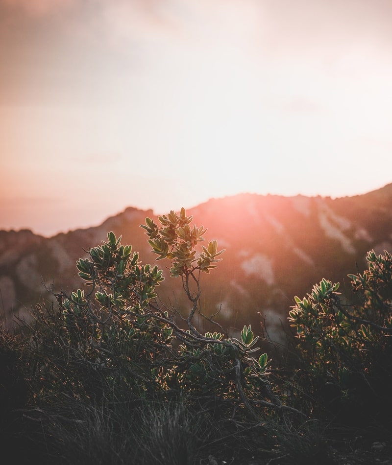 Mountain hill grass