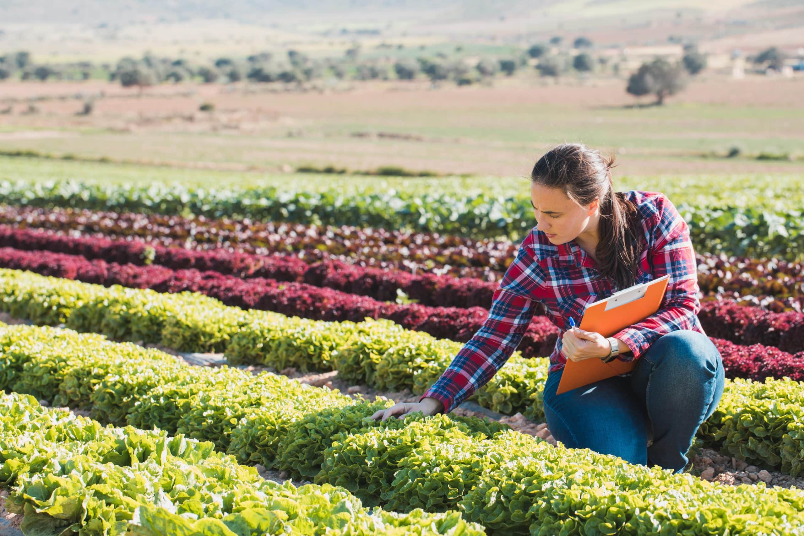 Agriculture women field