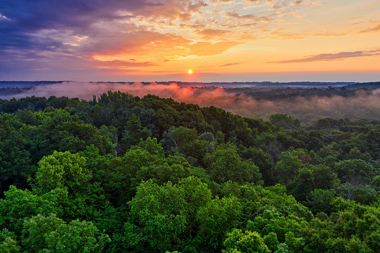 rainforest sunset