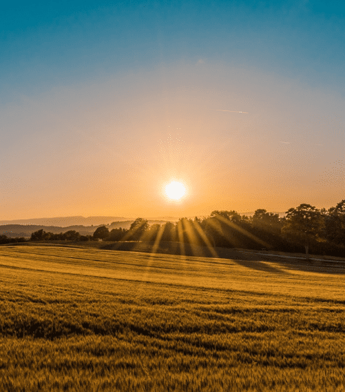 Morning Sunset Field COP26