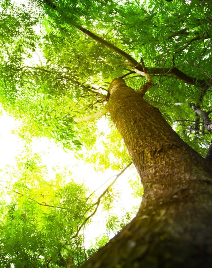 Net Zero Carbon Offsetting