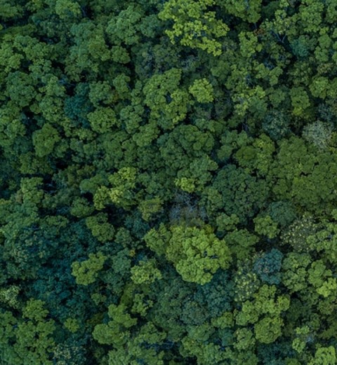 Biodiversity rainforest conservation