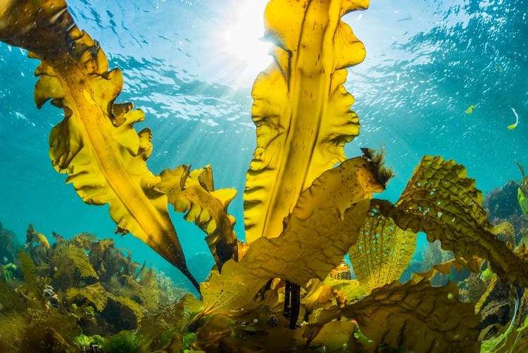Seaweed ocean climate change seaforestation
