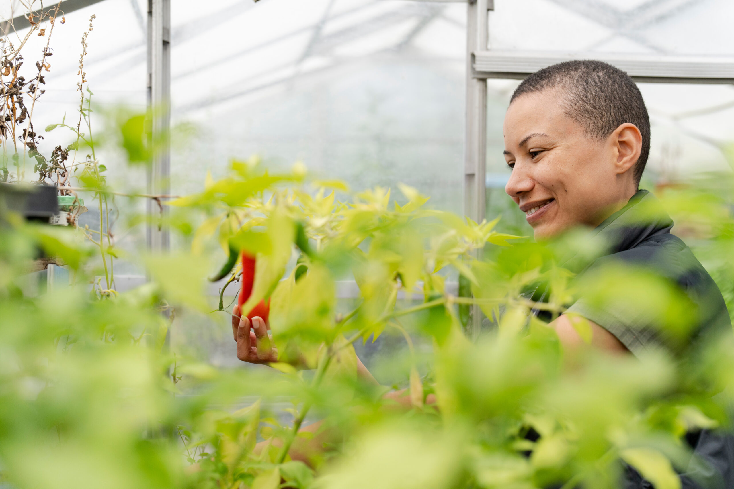 Smiling Woman Inspecting Peppers Growing In Greenhouse
